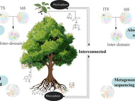 Impacts of Sequencing Methods on Microbial Networks and Keystone Taxa in Cinnamomum migao Ecosystems