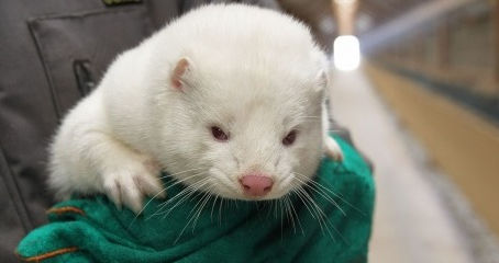 Coronavirus Study Shows Evidence of Animal-to-Human Viral Transmission on Mink Farms in Holland