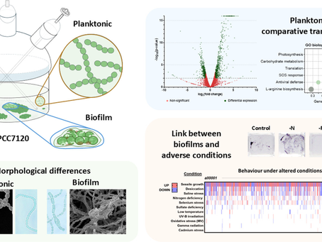 Transcriptional and cellular reprogramming in Anabaena sp. PCC7120 biofilms: implications for stress response.