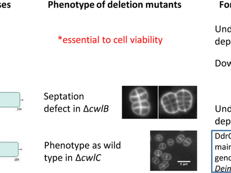 Specific role of two NlpC/P60 endopeptidases in cell division and membrane vesicle formation in Deinococcus radiodurans