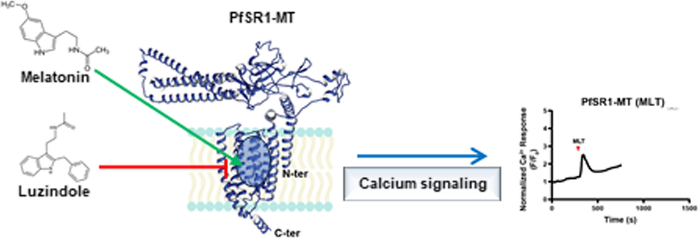 Melatonin‑Responsive PfSR1‑MT Identified as a GPCR‑Like Target in the human malaria parasite Plasmodium falciparum