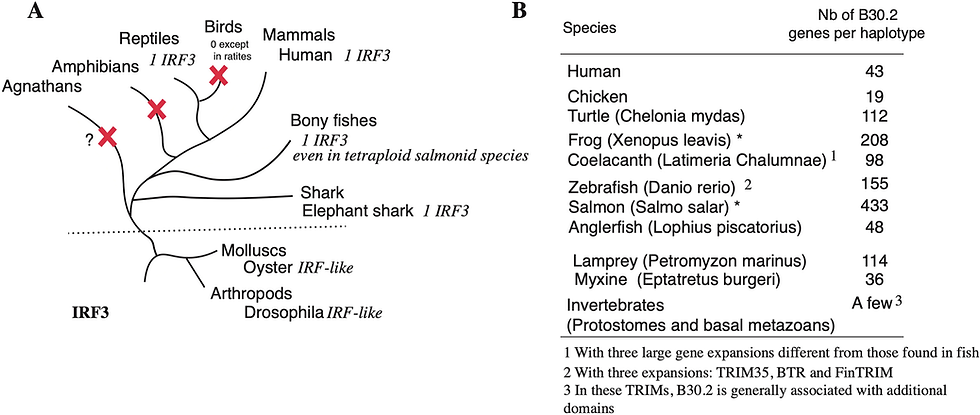 Evolutionary Conservation, Expansion and Diversification of Interferon stimulated genes (ISG) in Vertebrates: insights from fish