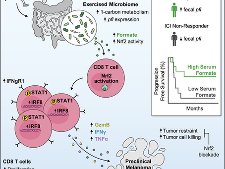 Exercise-induced microbiota metabolite enhances CD8 T cell antitumor immunity promoting immunotherapy efficacy