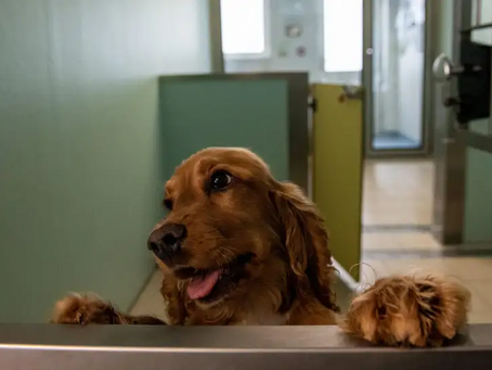 CDC to Ban Dogs From 113 Countries for a Year Over Rabies Fears