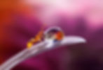 Macro photography by Sergey Polyushko, fine art prints