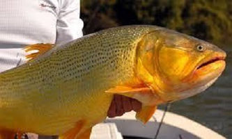 Hasta diciembre rige la veda para la pesca comercial y deportiva del Dorado en el río Uruguay.