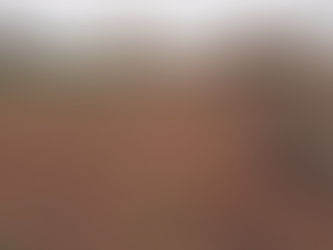 LA MUTILACIÓN DE ARBOLES EN CHAVIYÚ SE DEBATIRÁ EN EL CONCEJO