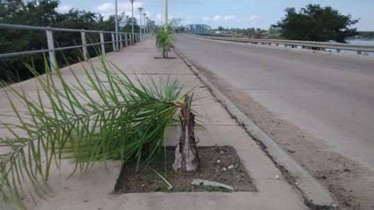 palmeras.jpg