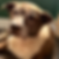 Adopt Sadie