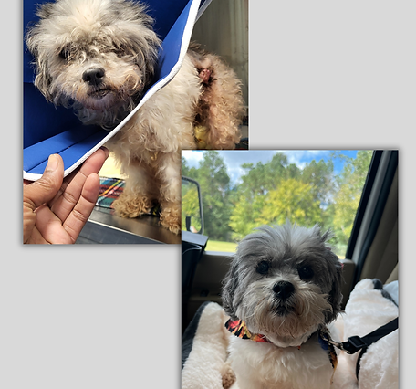 Happily Ever Afters 2025 Nov (1).png