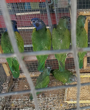 Sick Pionus Suriname.jpg