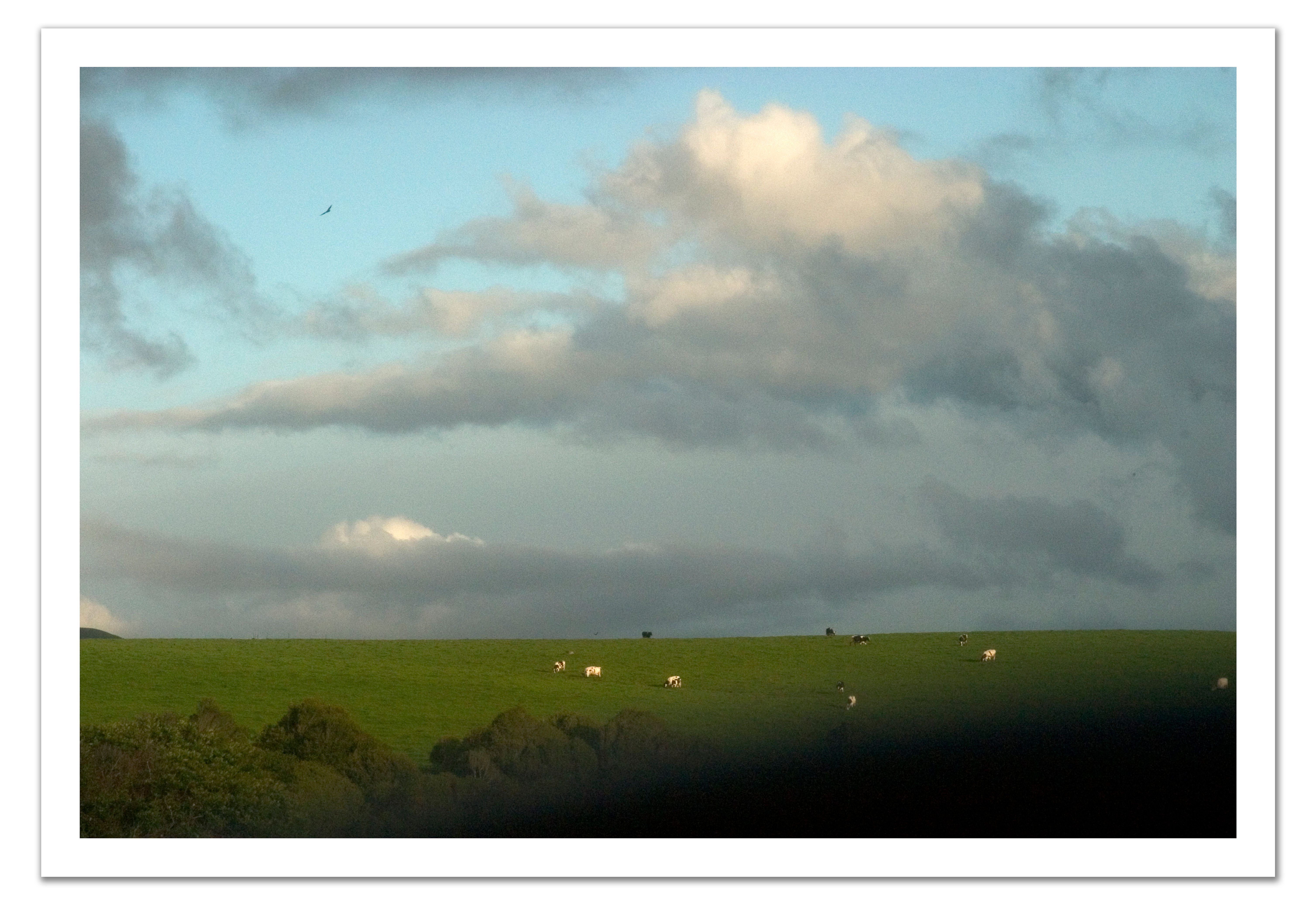Pasture