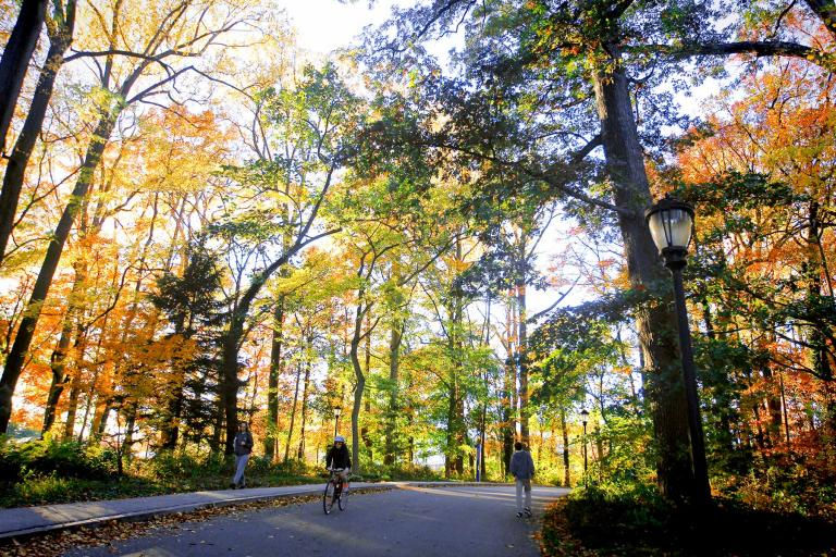 Nature trail in the fall