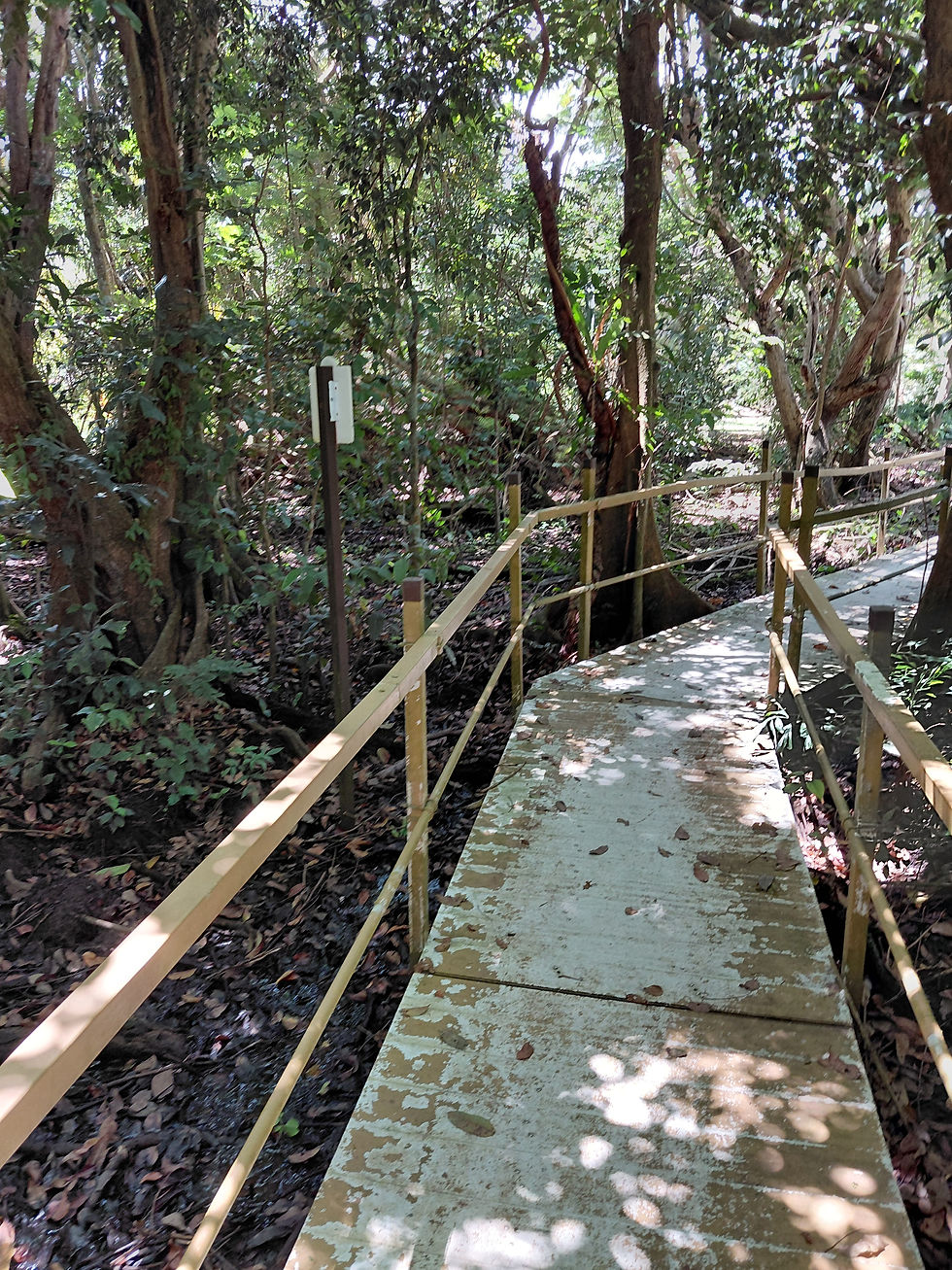 Pterocarpus Swamp Forest Tour walkway