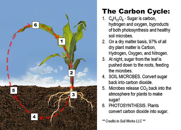 carbon-cycle.jpg