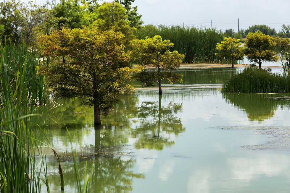 Eye-level view of a rain garden designed to absorb stormwater
