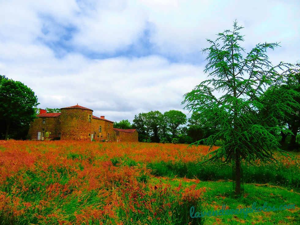 Photo_1718178835706_edit_174384782676470_resized_20240612_100405172