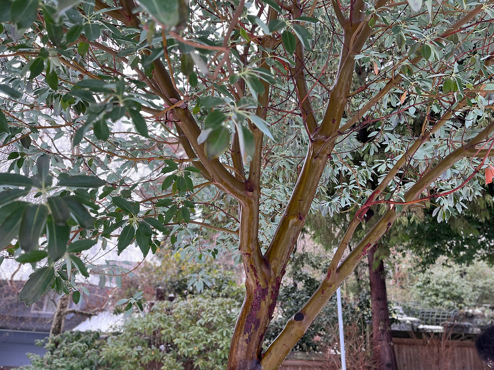 smooth, attactive red bark of arbutus tree