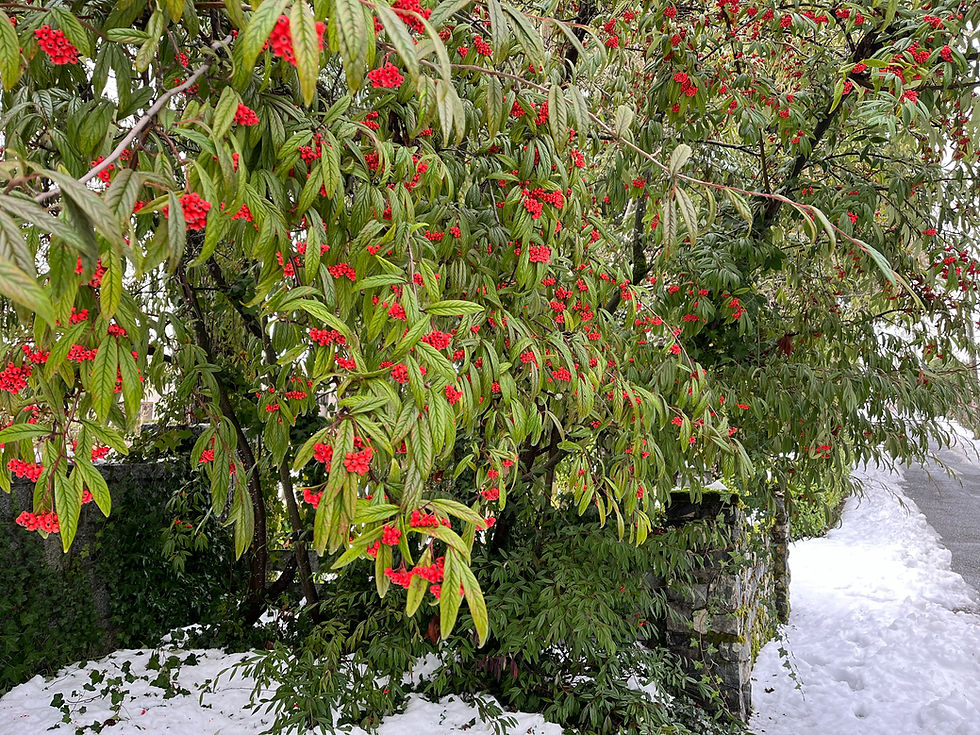 WINTER LANDSCAPE DESIGN WITH COTONEASTER LEAVES AND BERRIES