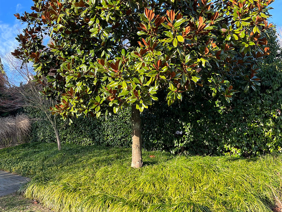 LANDSCAPE DESIGN WITH EVRGREEN MAGNOLIA WITH LILYTURF GROUNDCOVER UNDERNEATH