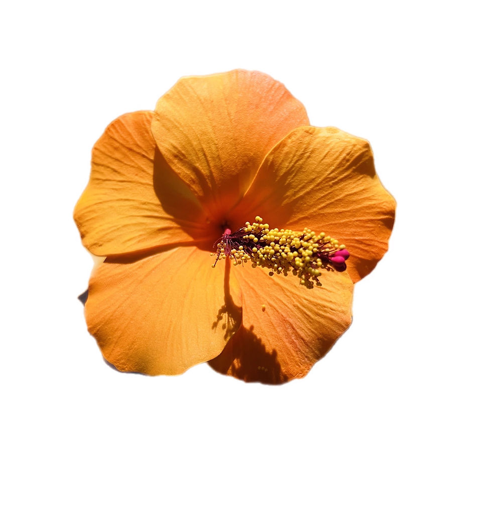 Thumbnail: Hibiscus Flower ( Orange) 