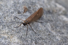 caddisfly-5764644_1920.jpeg