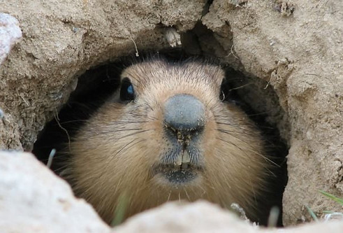 groundhog-in-burrow.jpg