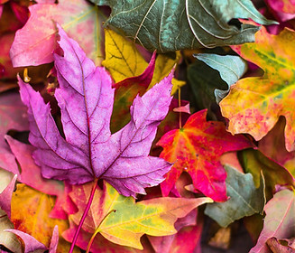 September_Why do Leaves Change Color.jpg