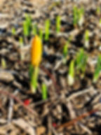 SpringFlowers.jpeg
