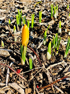SpringFlowers.jpeg