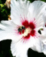 image0.jpeg
