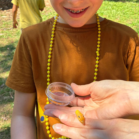 A Woodcock camper observes a caterpillar in disguise. 