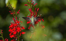 Hummingbird Symmetry.jpeg