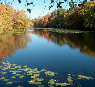 Pond Fall.jpg