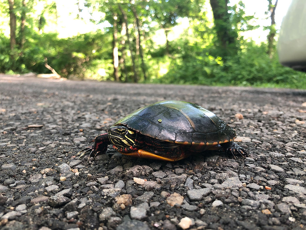Turtley awesome!