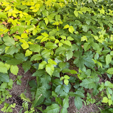 poison ivy in the wild