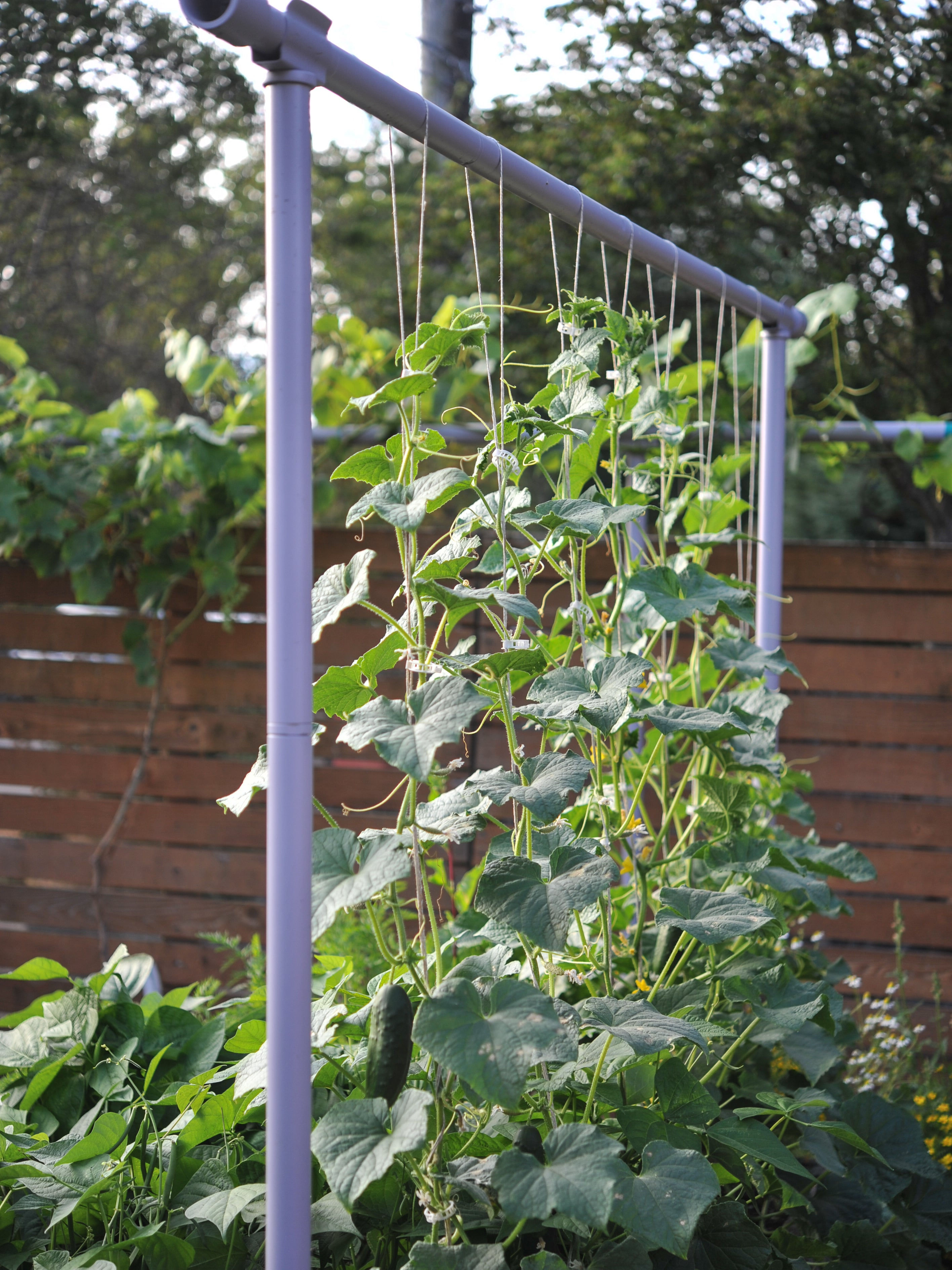 Freyr garden trellis
