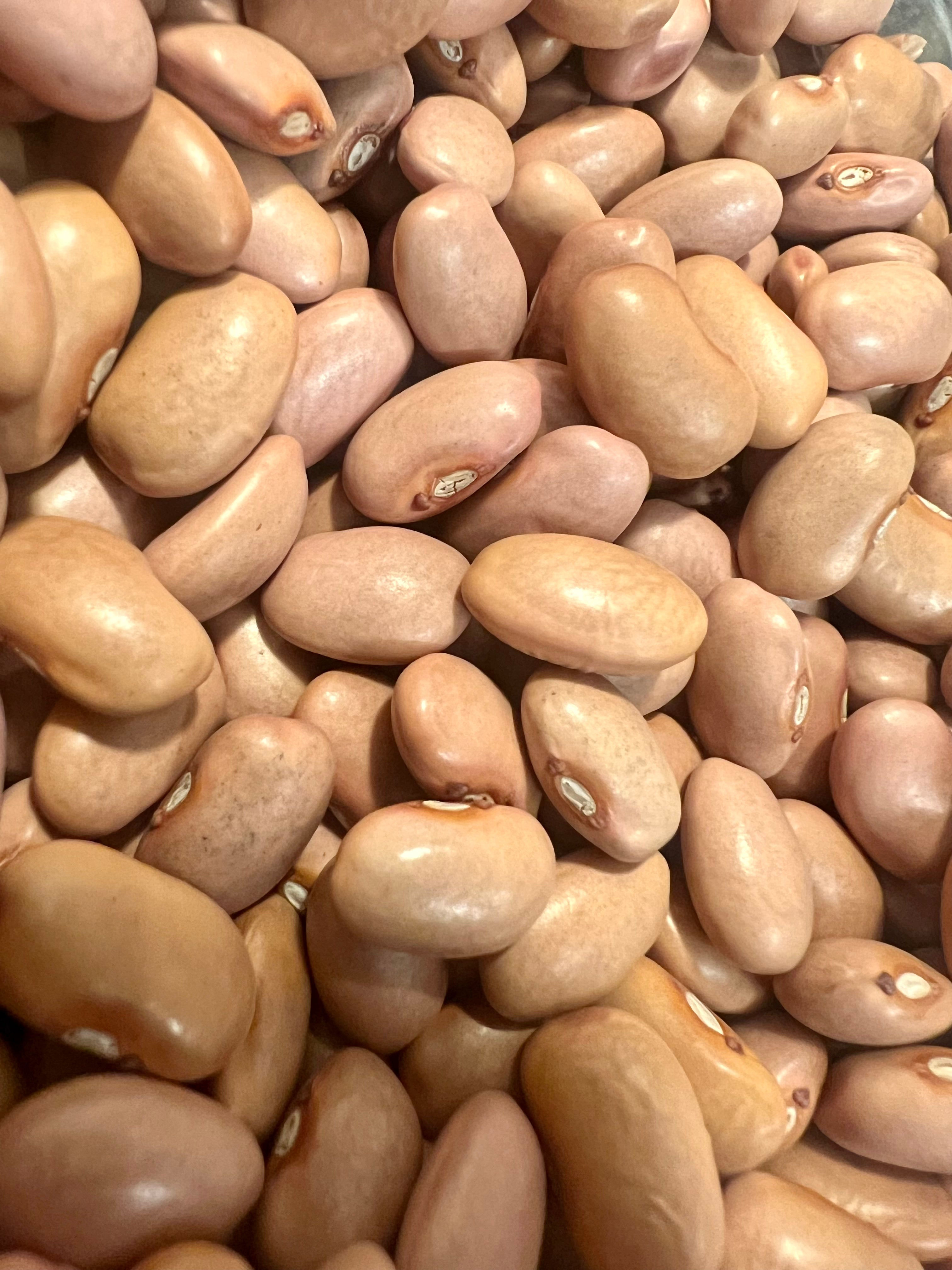 Ripkitty "O'odham" Pink Beans - Phaseolus Vulgaris High-Yield Seeds