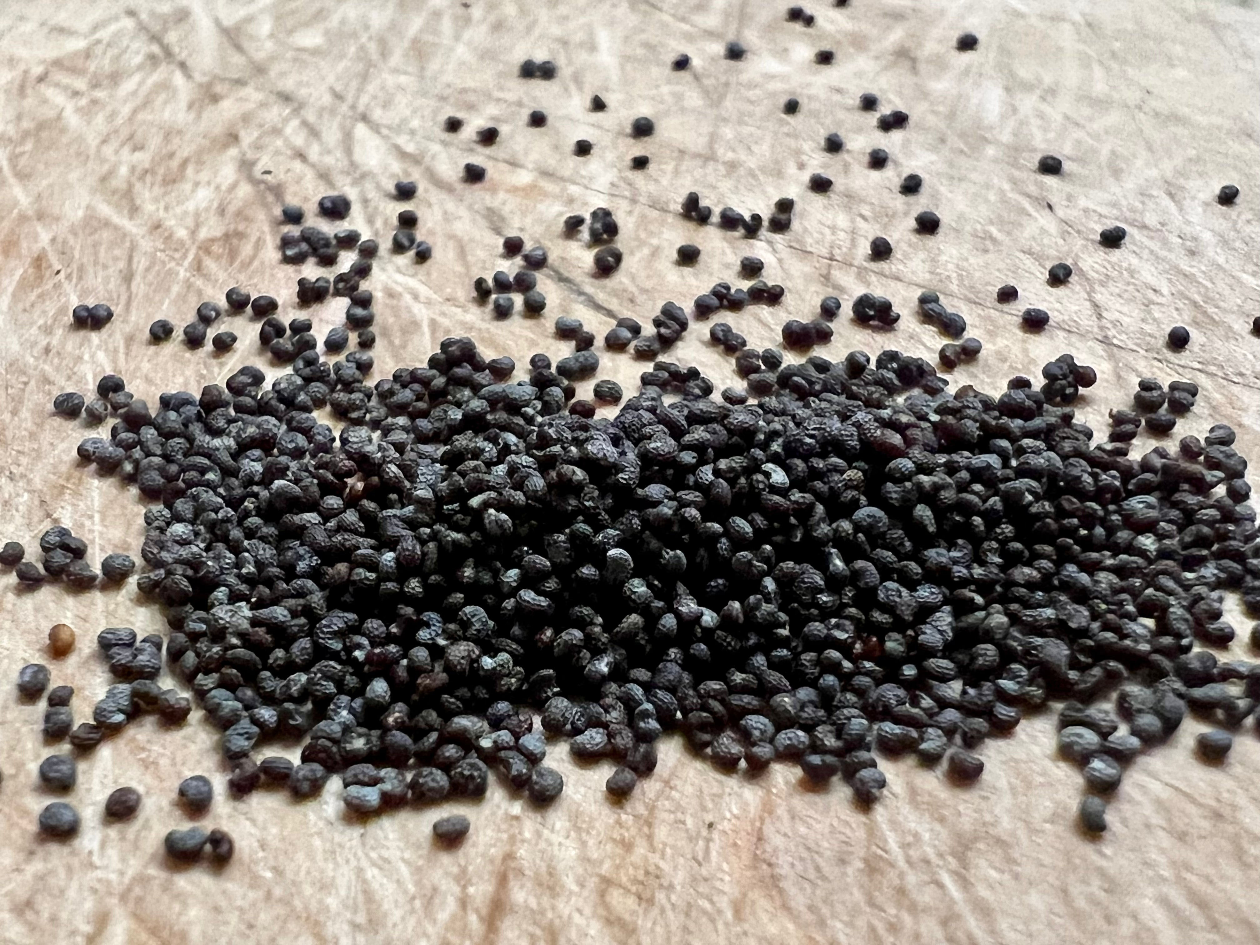 Ripkitty Premium Whole Raw Organic Blue Poppy Spain Seeds - Papaver Somniferum -