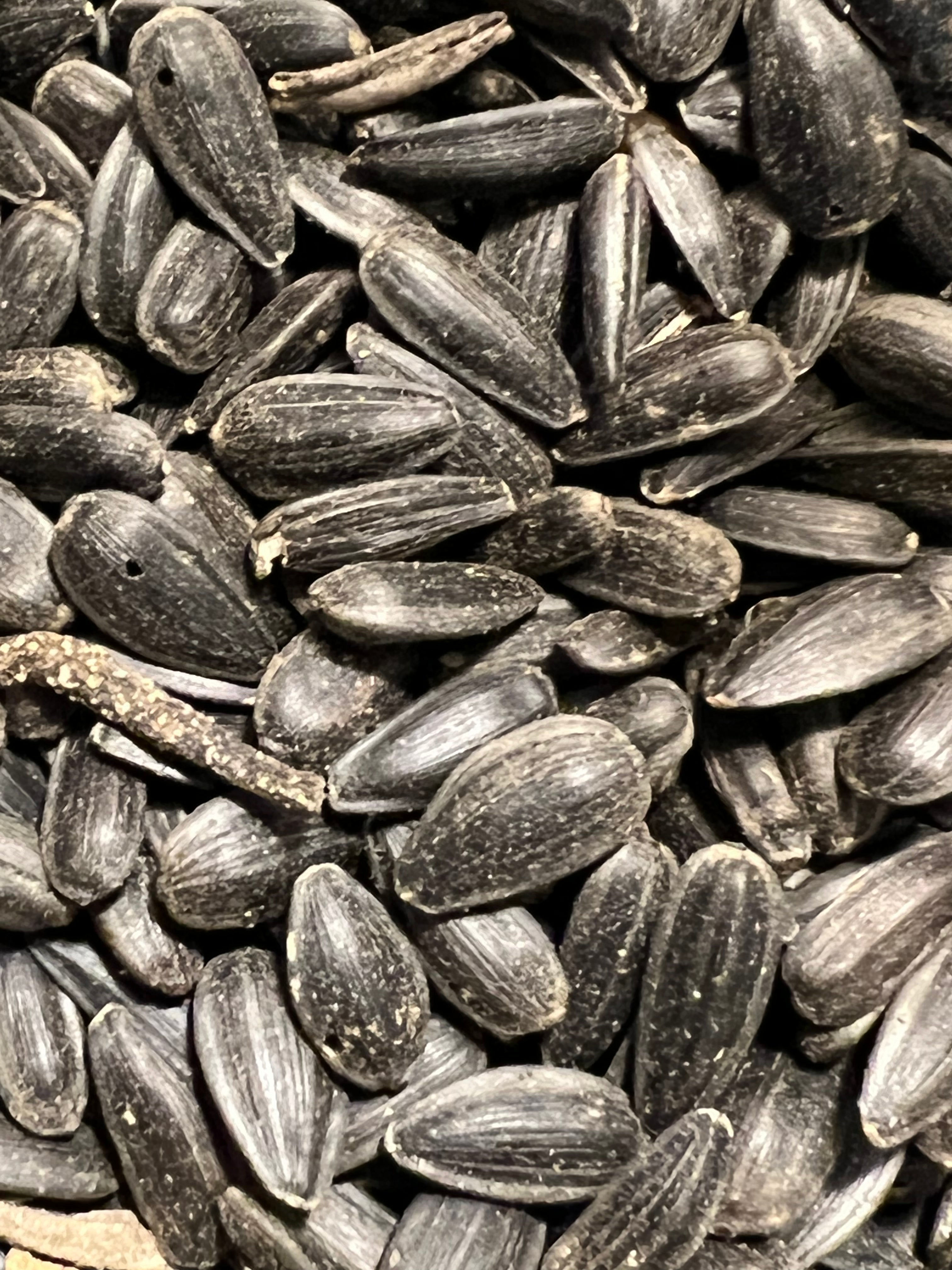 Ripkitty Premium Black Oil Sunflower Seeds - High-Energy Bird Feed & Garden Heir