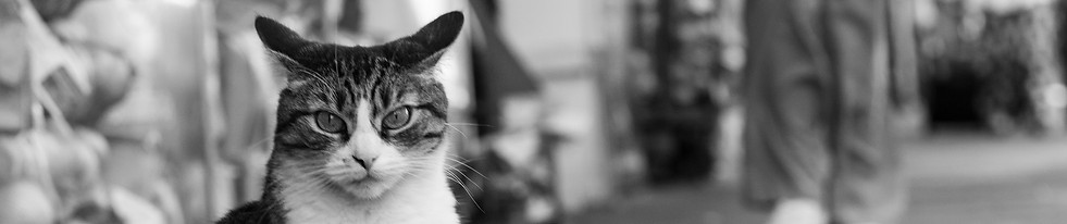 Cat street.jpg