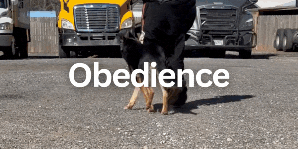 obedience Button (1).gif