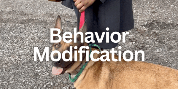 behavior mod button Button (1).gif