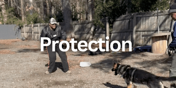 Protection button.gif