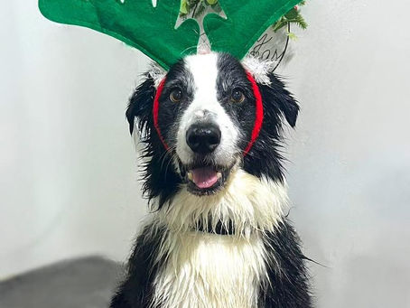 Christmas Dangers!