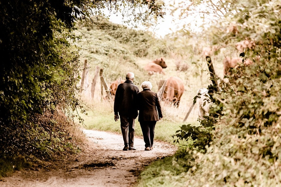 Older people walking along a cow's pasture