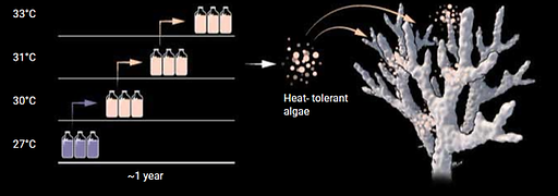 bacteries.png