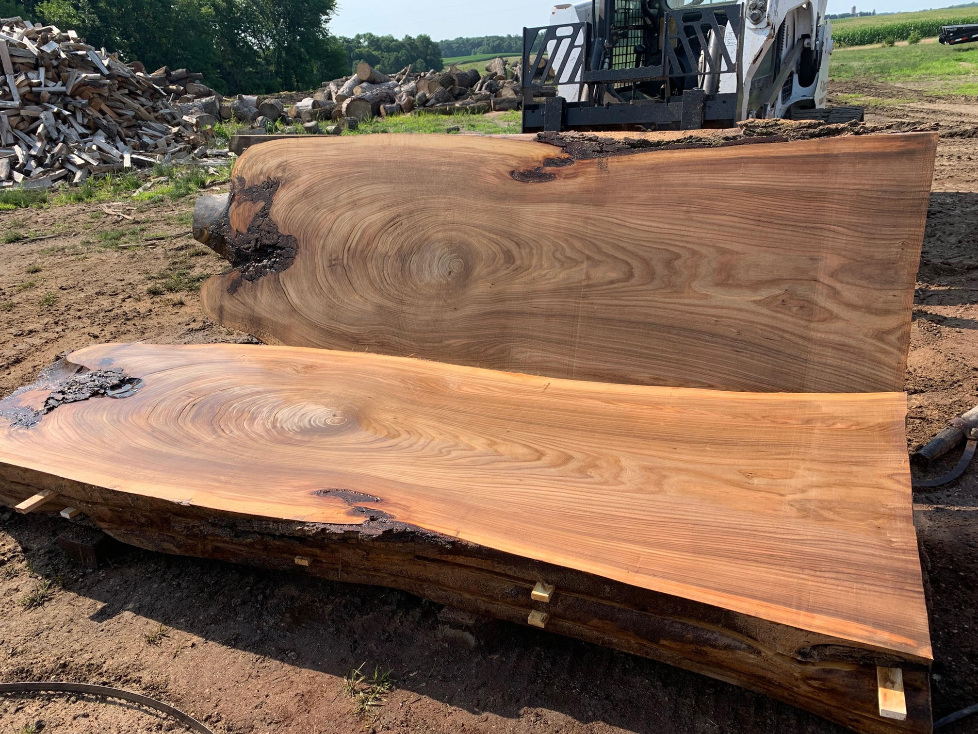 American Elm