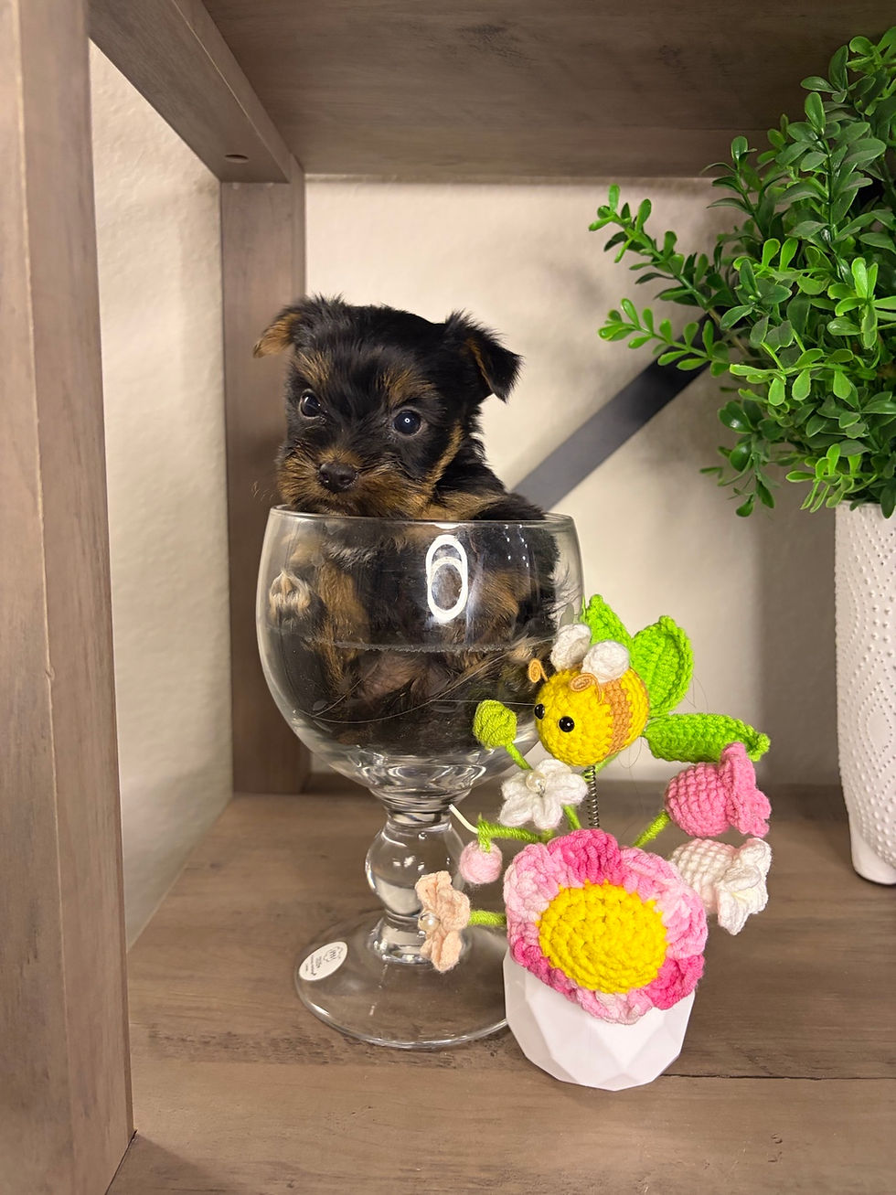 Thumbnail: Tiramisu - Female Yorkie - Peppy Litter - Ready Now