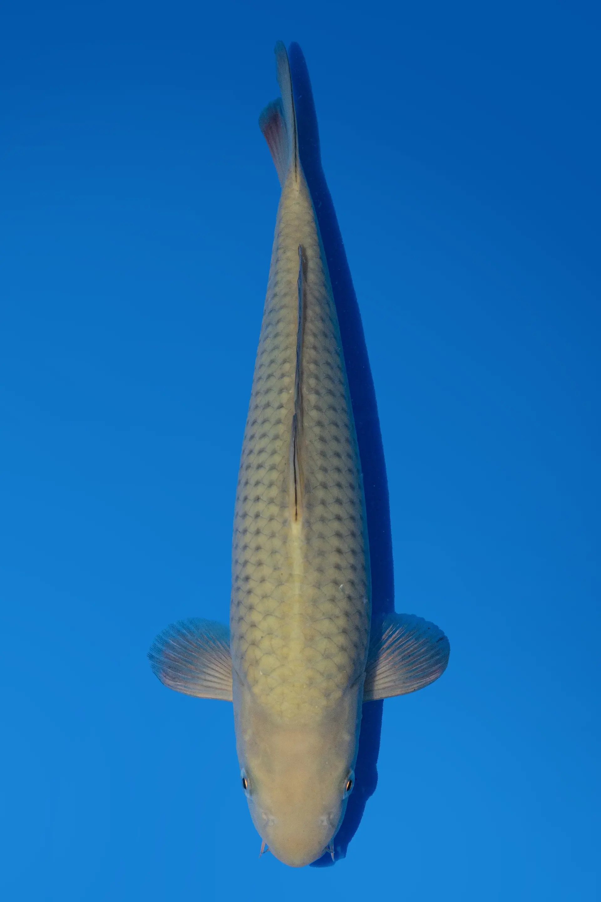 Beacon Koi
